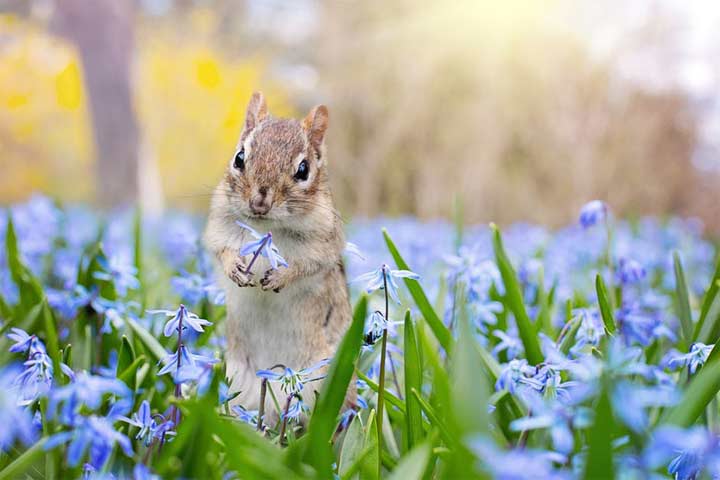 Tips Which Help You How to Get Rid of Chipmunks