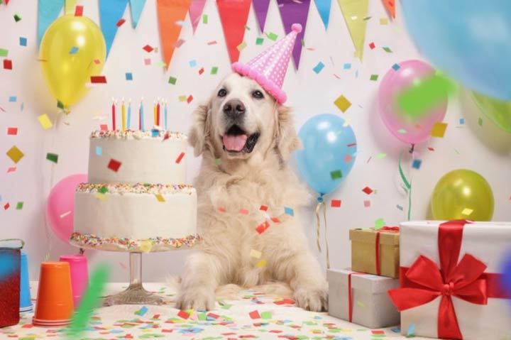 What should I get for my dogs birthday